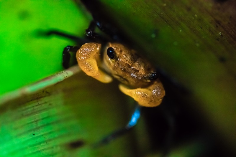 Designation of the Penang Hill Biosphere Reserve by UNESCO: a fitting recognition of the unique natural and cultural heritage of Penang Island and its people