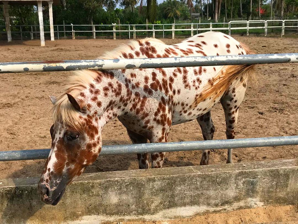 TOURISM MALAYSIA ANJUR LAWATAN KEMAS KINI PRODUK KE PANTAI TIMUR SEMENANJUNG MALAYSIA