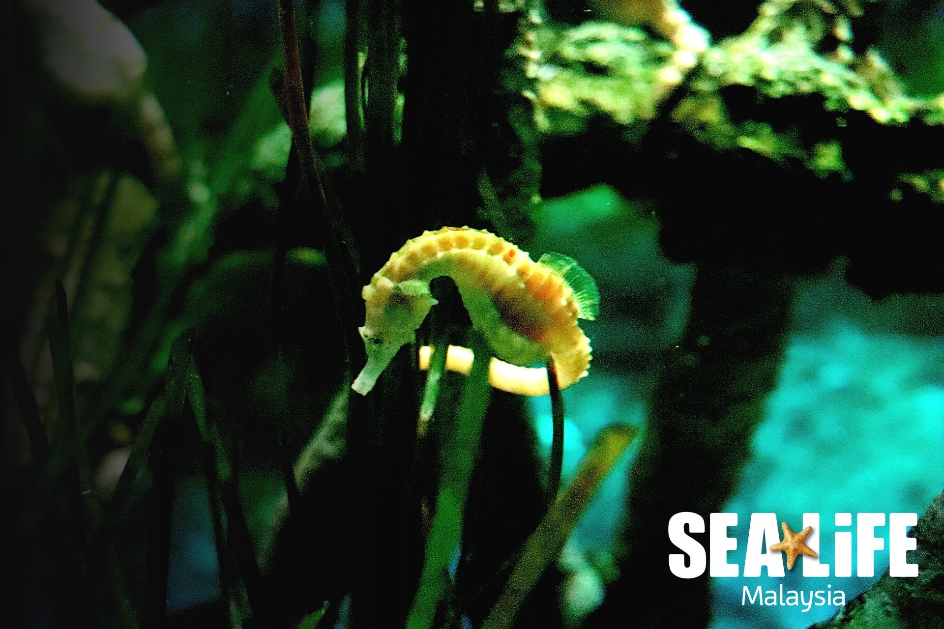 SEA LIFE Malaysia Kicks Off First Animal Exchange Programme with Aquaria KLCC