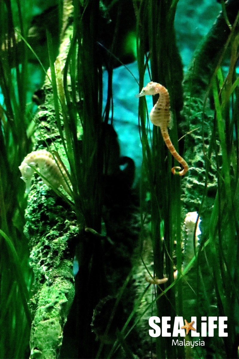 SEA LIFE Malaysia Kicks Off First Animal Exchange Programme with Aquaria KLCC