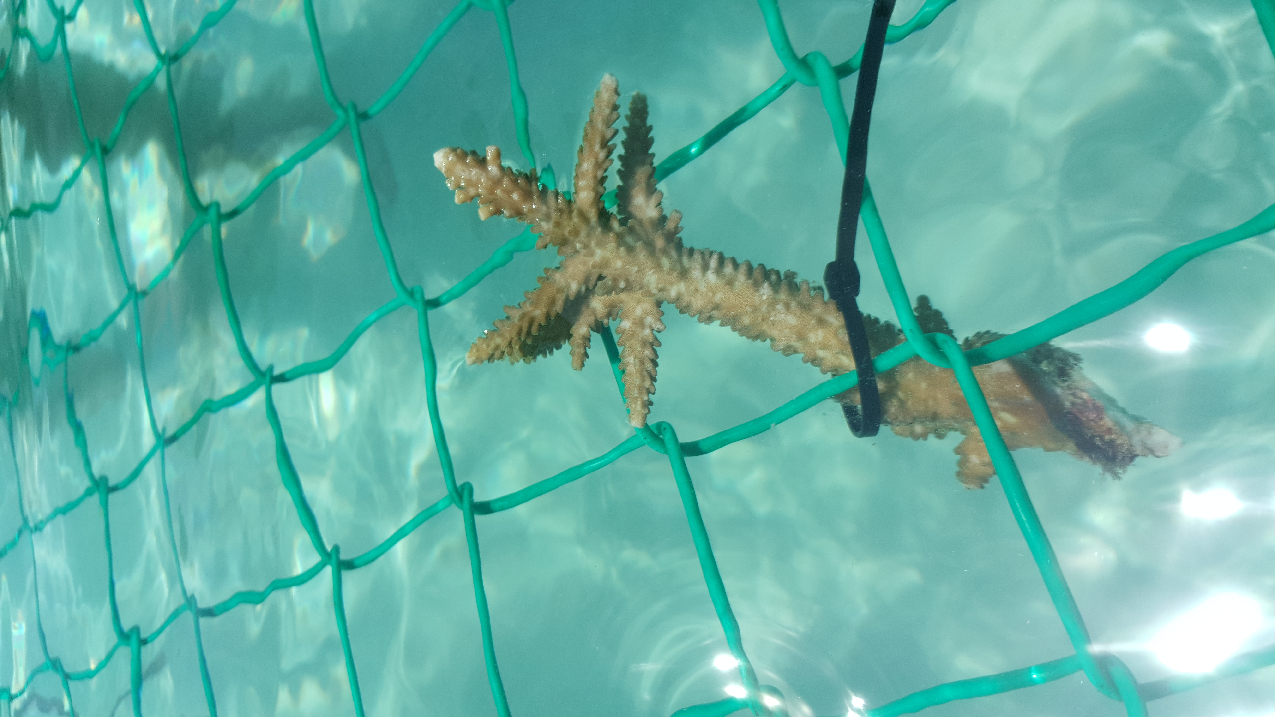 Redang Island Conservation Day 2018 - The Taaras Beach & Spa Resort