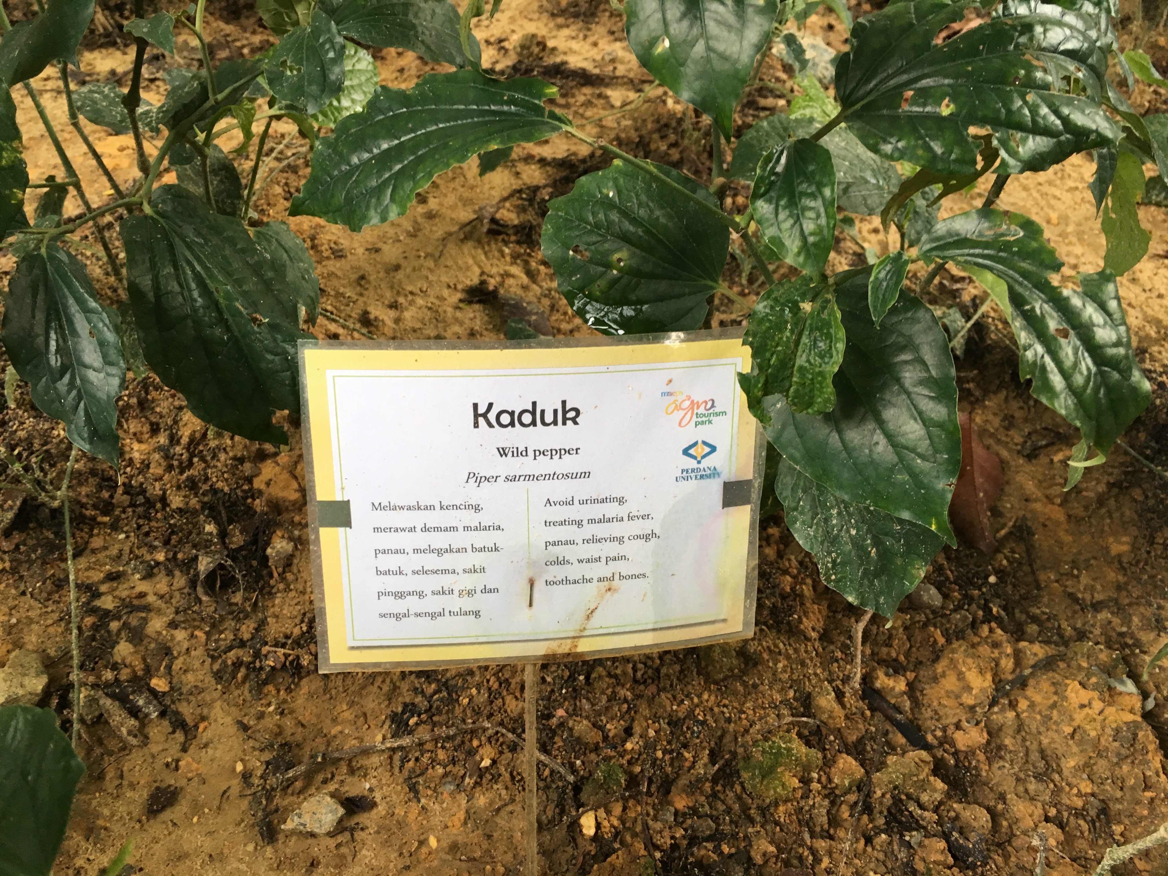 TM Product Update - MAEPS & Le Meridian