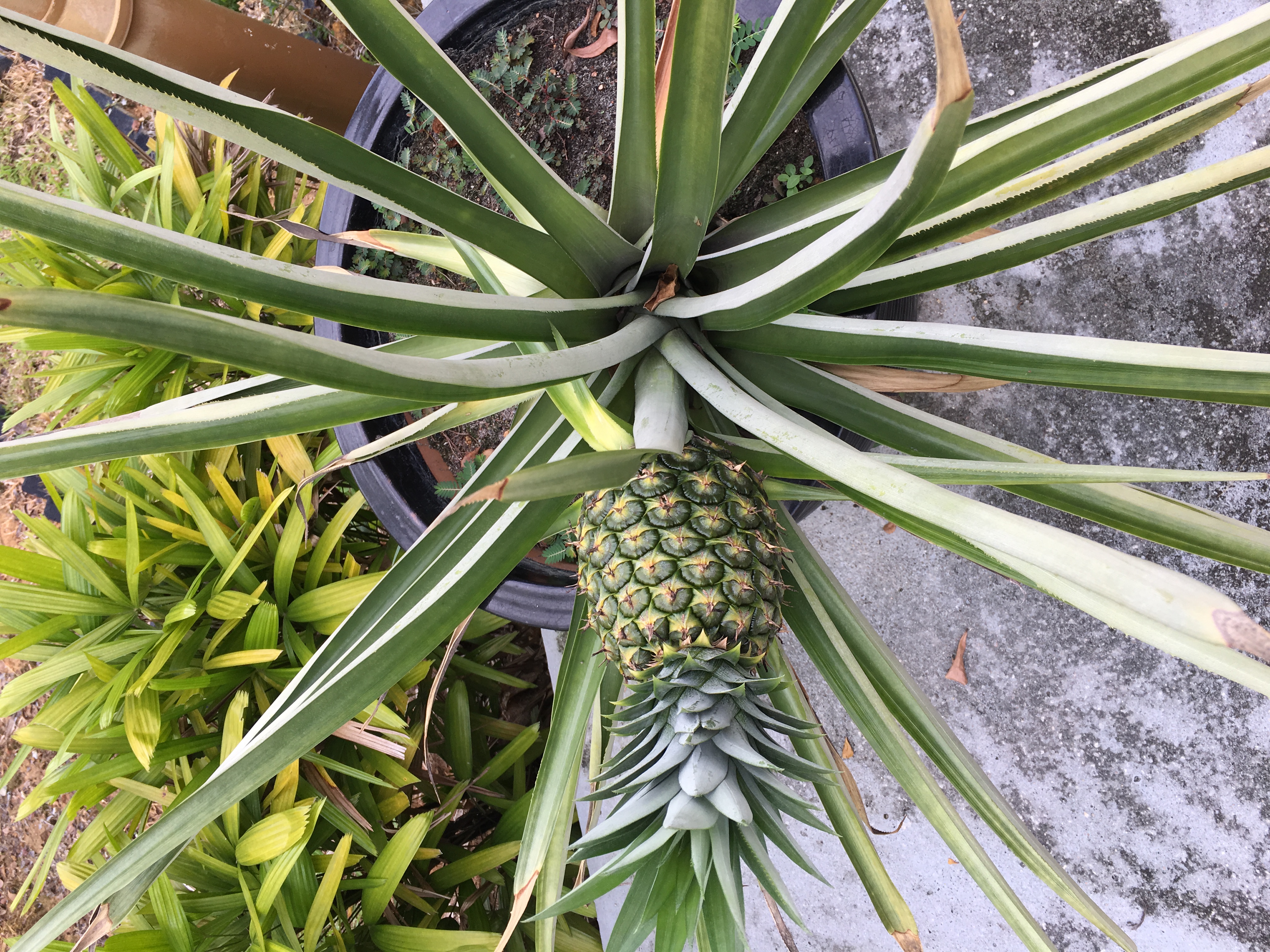 TM Product Update - MAEPS & Le Meridian