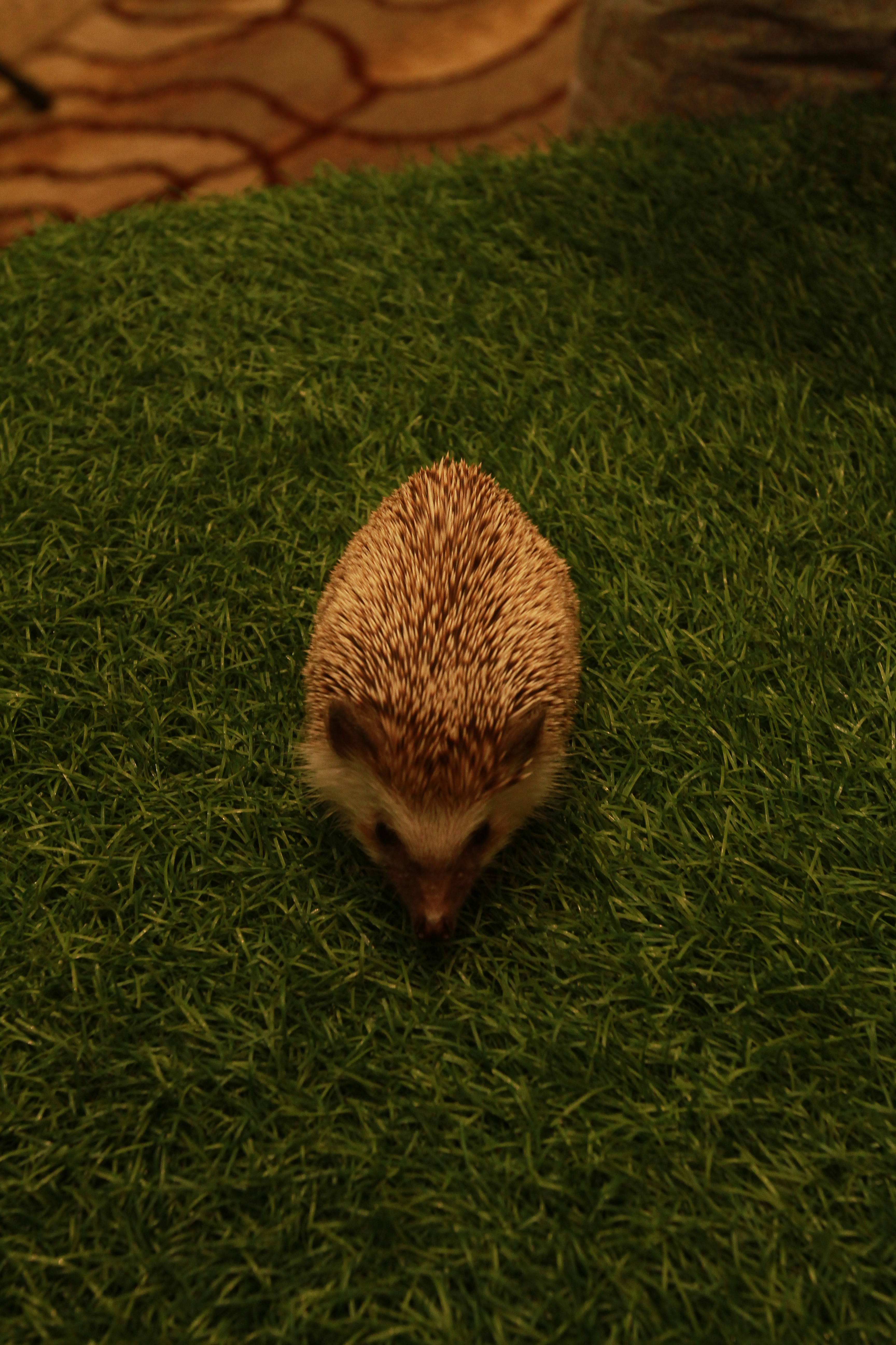 TM Networking Day with Farm In The City