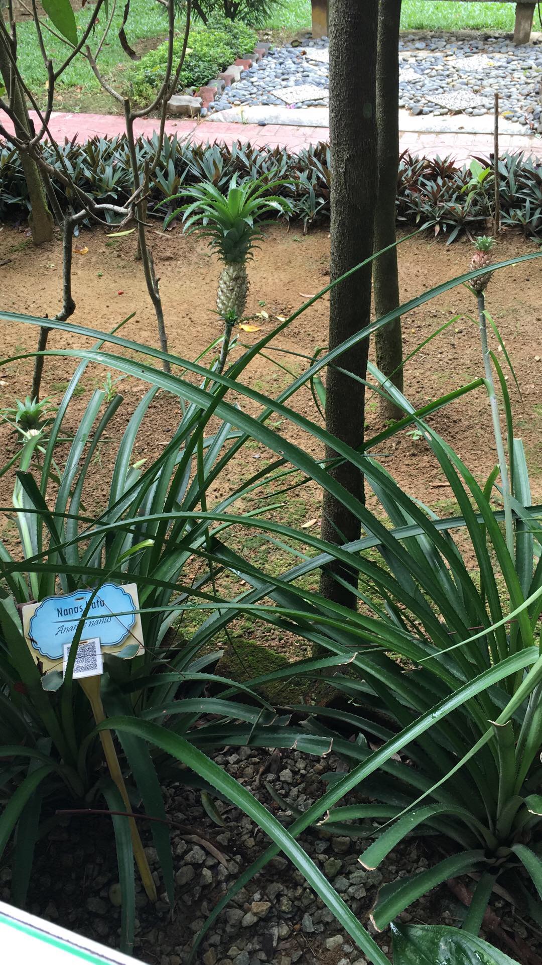 TM Product Update - MAEPS & Le Meridian