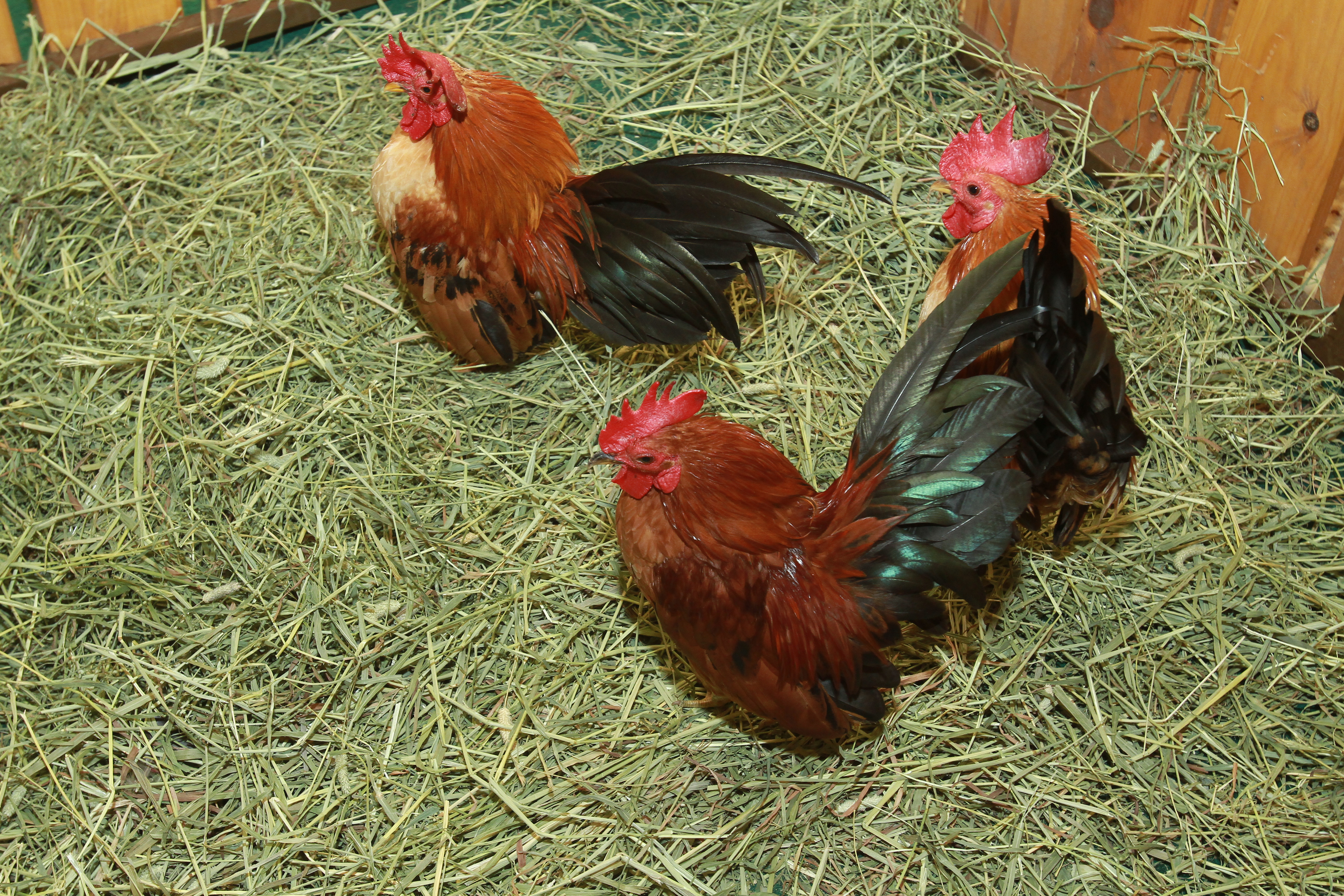 TM Networking Day with Farm In The City