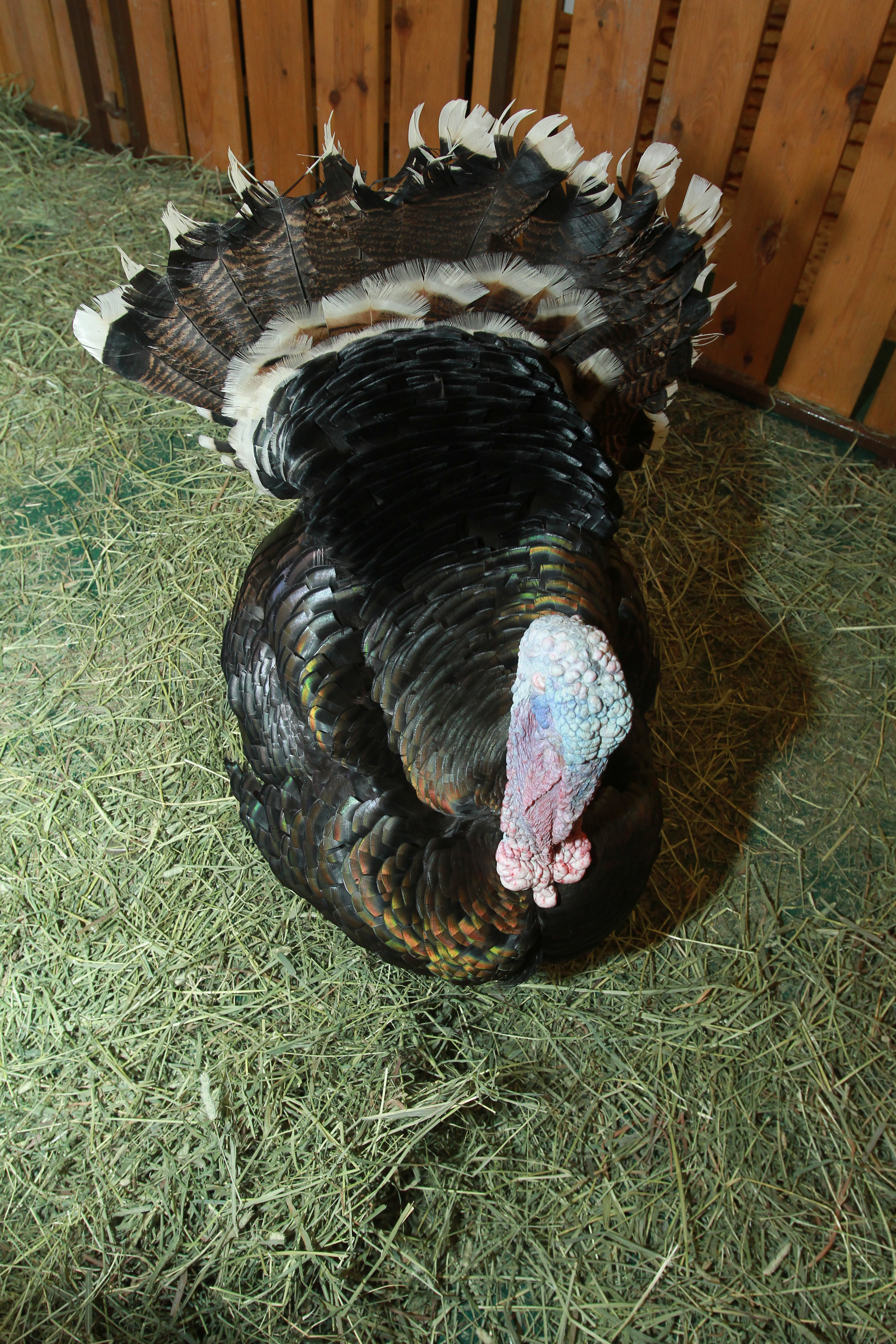 TM Networking Day with Farm In The City