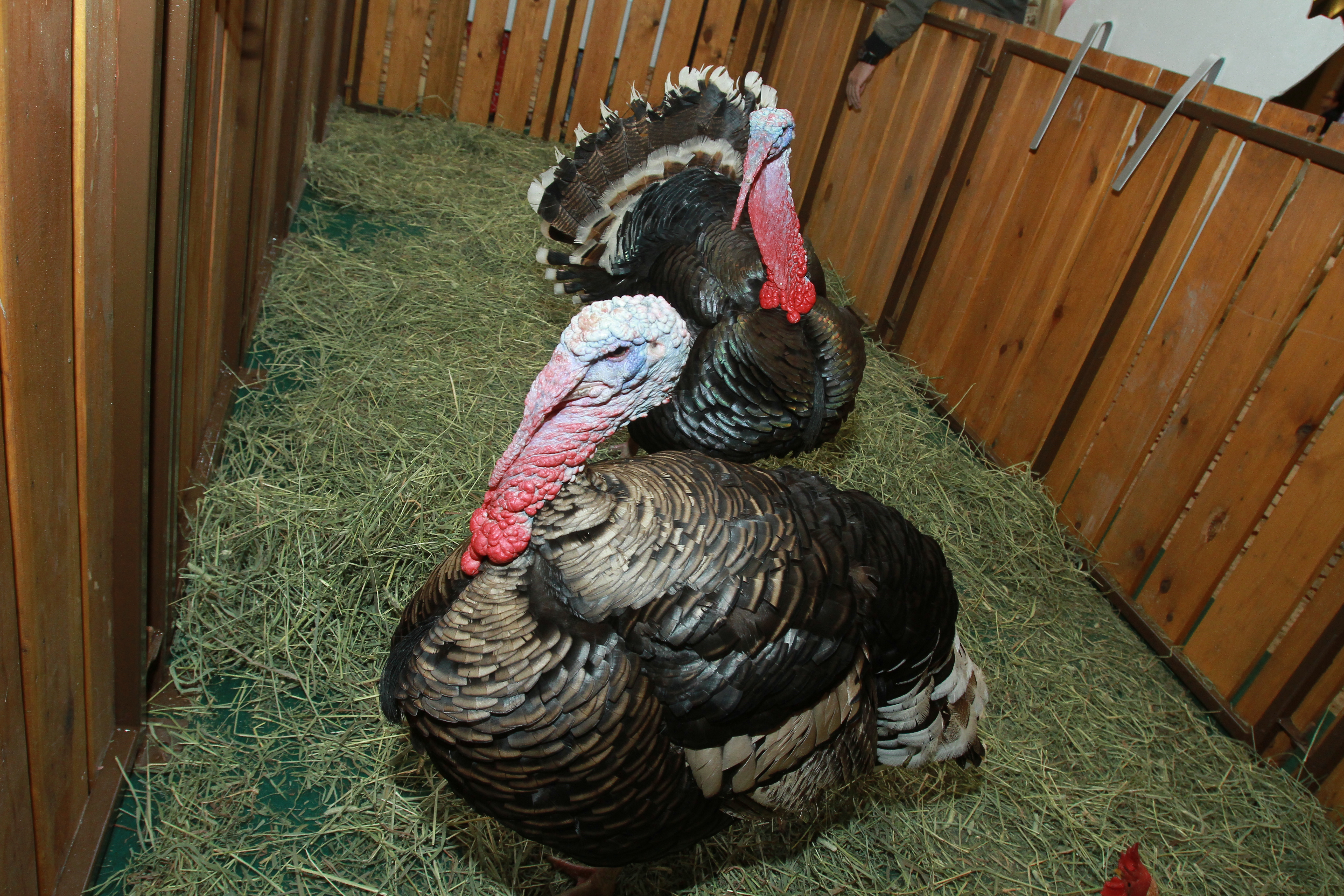 TM Networking Day with Farm In The City